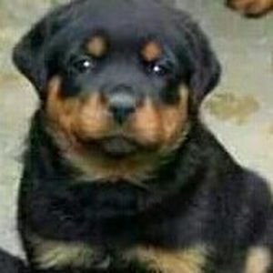 Meet your Posher, Oscar